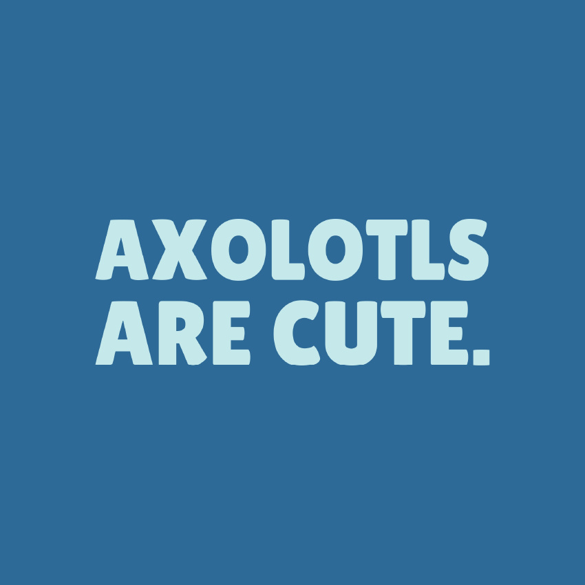 Bubbly light blue text "Axolotls are cute." on a blue background